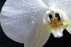 Orchidea