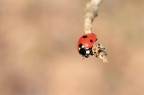 Coccinella Coccinella