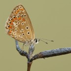 Polyommato Icarus
