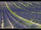 Provenza # 33