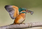 Martin pescatore comune (Alcedo atthis)  femmina, c & c sono graditi, ciao Elio
File del 2010, rivista la pp con Camera Raw di Ps Cs6, Canon 1D Mk IV  Canon 600mm Iso 250 - f 7.1  1/1000s - -0.33EV
[url=http://img43.imageshack.us/img43/2992/martinpescatorecomuneal.jpg]Clicca qui per la versione ad alta risoluzione![/url]