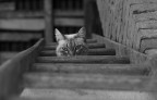 Felina curiosit