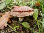 la semplicità della natura la semplicità della natura