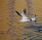 gabbiano con pane... gabbiano con pane...