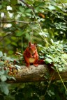 Un simpatico scoiattolo mangia alcune more. Era libero e non aveva alcuna paura,  stato "in posa" per alcuni minuti.
Scattata nei giardini dello zoo di Madrid (agosto 2011).
Canon 450d + Canon 50mm f/1.8
