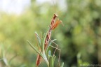 Mantide religiosa Mantide religiosa