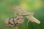 Cavalletta egiziana Cavalletta egiziana
