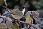 Occhiocotto(Sylvia melanocephala)