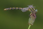 Onychogomphus uncatus Onychogomphus uncatus
