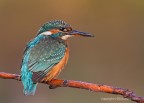 Martin pescatore comune o martin pescatore europeo (Alcedo a