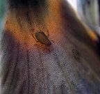 Afide su Foglia .. Afide su Foglia ..