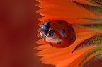 ladybug on petal ladybug on petal