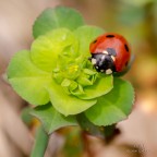 Prima macro con cavalletto Prima macro con cavalletto