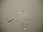 Lago di Viverone,voli planati