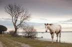 Un cavallo nella Valle Un cavallo nella Valle
