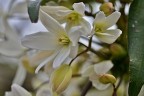 clematis
