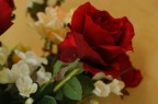 rosa rosa