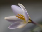crocus crocus