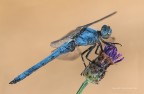 Orthetrum brunneum - maschio, c & c sono graditi, ciao Elio
Canonm 1 Ds MkIII - Canon 180 - iso 100 - f/14 - 1/25 - -0.33EV - tripoide - scatto remoto - alzo specchio - nr. 3 flash - ST-E2 - pannelli e ombrello riflettenti