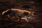 volpe rossa in panning volpe rossa in panning