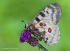 Parnassius apollo - farfalla apollo (Parnassius apollo)
Canon 1 Ds Mk III - Canon 180 - Iso 100 - f/16 - -0.33EV -alzo specchio -  Tripoide - scatto remoto - nr. 3 flash - ST-E2 + bulbi - pannelli e ombrello
[url= http://img94.imageshack.us/img94/820/parnassiusapolloparnass.jpg]Clicca qui per la versione ad alta risoluzione![/url]