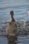 baby swan baby swan