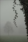 Un albero...lontano