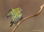 Lucherino eurasiatico (Carduelis spinus), c & c sono graditi, ciao Elio
Canon 1DMkIv - Canon 400mm - Iso 320 - f/800s - -0.33EV - capanno mobile + reti mimetiche - tripoide - 
flash
[url=http://img694.imageshack.us/img694/2594/lucherinoeurasiaticocar.jpg]Clicca qui per la versione ad alta risoluzione![/url]