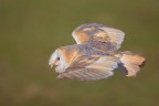 In volo In volo