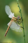 Sympetrum fonscolombii (Slys, 1840) (Odonata - Libellulidae)

www.rossidaniele.com

Canon EOS 7D + Sigma 180mm f/3.5 EX DG HSM Macro
f13 - 0.5s - ISO 100
14.10.2012 ore 7.35
Suggerimenti e critiche sempre ben accetti
[url=http://www.rossidaniele.com/HR/_MG_3213copia-mdc-1500.jpg]Versione HR[/url]