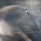 lacrima d'angelo lacrima d'angelo