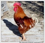 Il gallo e la sua ombra!!! Il gallo e la sua ombra!!!