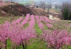 rosa di marzo
