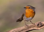 Pettirosso (Erithacus rubecula) Pettirosso (Erithacus rubecula)