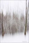 La danza degli alberi La danza degli alberi