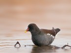 Gallinella d'Acqua