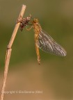 Nascita di un odonato, scatto del 2009, accantonato perch presenta un parallelismo non preciso e tecnicamente presenta delle lacune, comunque trovo interessante il momento, c & c sono gradite, ciao Elio 
Canon 1 Ds MkIII - Canon 180mm - iso 100 -  f/14 - 1/100s - -0.33EV
[url=http://img811.imageshack.us/img811/3332/nascitadiunodonato3000.jpg]Clicca qui per la versione ad alta risoluzione![/url]