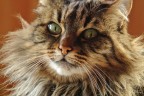 Micia