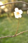 Un fiore di mandorlo. Il bokeh stellato  dato dalla particolare costruzione del Lzos Volna-9 50mm f/2,8 Macro (prestatomi da Franco - Mosaico qui su Photo4u).