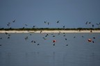 Stormo di uccelli in volo sopra una salina in un parco marino in Messico.
T 1/1603 f 5,6 iso 100 focale 300mm