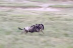 running wild-ebeast