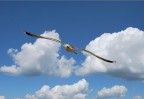 Volo Volo
