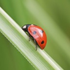 centro rosso centro rosso