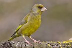 Verdone (carduelis chloris) Verdone (carduelis chloris)
