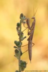 Mantis religiosa (Linnaeus, 1758) (Mantodea - Mantidae)

www.rossidaniele.com

Canon EOS 7D + Sigma 180mm f/3.5 EX DG HSM Macro
f20 - 1/25 - ISO 200
07.08.2012 ore 8.29
Suggerimenti e critiche sempre ben accetti
[url=http://www.rossidaniele.com/HR/_MG_3111copia-mdc-1500.jpg]Versione HR[/url]