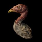 Turkeycock Turkeycock