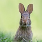 Buona Pasqua Buona Pasqua