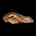Rabbit Rabbit