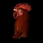 Rooster Rooster