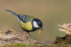 Cinciallegra (Parus major)